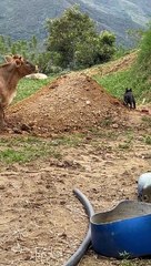 Bulldog and Cow Play Together