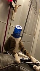 Thirsty Kitty Gets a Cup Stuck on His Head