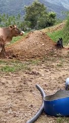 Bulldog and Cow Play Together