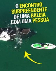 O surpreendente encontro de uma baleia com uma pessoa