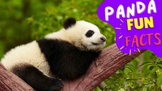 PANDA - Boost Your Mood and Knowledge With Cute Panda!