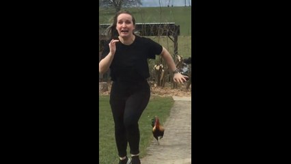 Rooster attack - funny animals