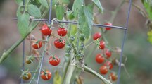 9 Common Tomato Growing Mistakes to Avoid