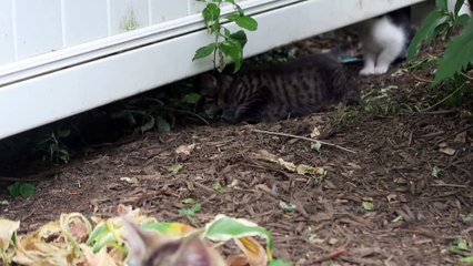 Funy cat Two Cute Little Feral Kittens