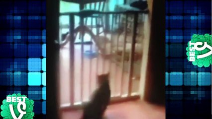 Life With Cat's Compilation   Cats Being Jerk's Funny Cat Compilation