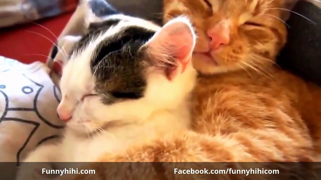 Funny Cats Funny Cat Videos Funny Cat Vines Funny Animals 2015