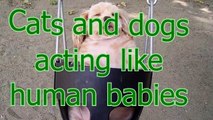 Cats and dogs acting like human babies - Cute animal compilation (2)