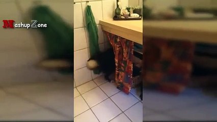 Funny Dogs Who Dont Want To Take A Bath - Try Not To Laugh [BEST OF] (2)