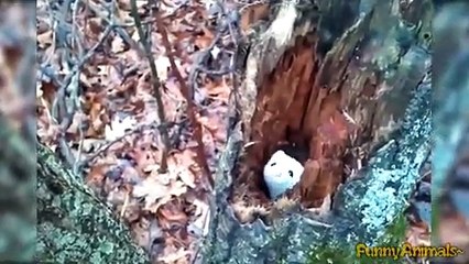 Funny Animals Compilation   Funniest Videos Ever 2015 HD