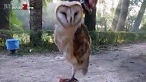 Owl - A Funny Owls And Cute Owls Compilation   NEW (3)