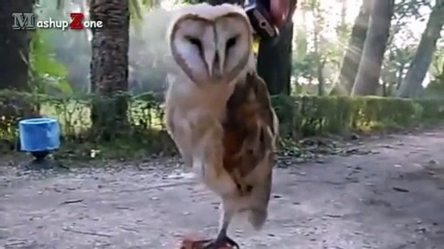 Owl - A Funny Owls And Cute Owls Compilation NEW (3)