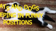 Cats and dogs sleeping in funny positions - Funny animal compilation