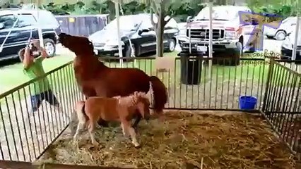 Funny ZOO fails and moments - Funny animal compilation (2)