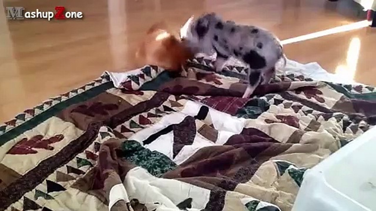 Cute Micro Pig - A Cute Mini Pig Videos Compilation 2015