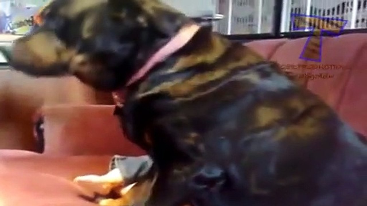 Dogs and cats protecting babies - Cute animal compilation (2)