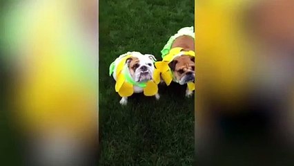 The Waggles Nominees 2017 Whats Your Favorite Funny Animal Clip