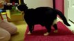Fat Cat - A Funny Fat Cats vs Doors Compilation   NEW HD (2)