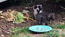 Cute Kittens Explore Plate Of Food For The First Time - Feral Cats