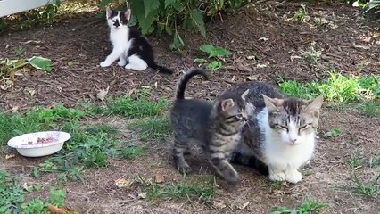 Feral Kittens Eat Solid Food For The First Time