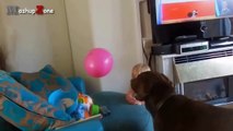 Funny And Cute Babies Laughing Hysterically At Dogs Compilation   NEW HD (2)