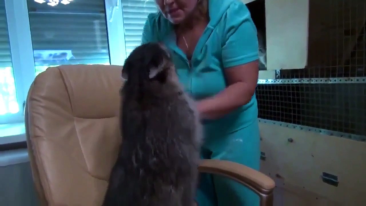 Tickling a Funny Racoon