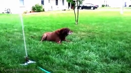 Dogs vs Sprinklers Compilation
