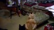 Fat Cats for Fat Tuesday Funniest Fat Cats, Clips & Compilation