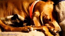 Cutest Cat and Dog Best Friends - Cute Cats & Dogs Compilation