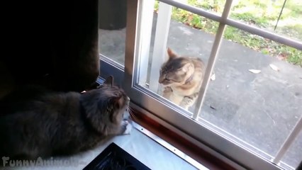 Funny Cats Fighting Through Glass