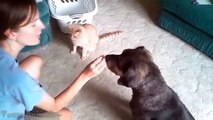 Funny Cats Giving High Fives - Best Cats Compilation 2015