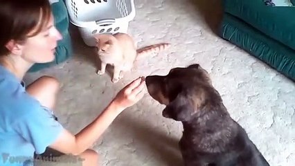 Funny Cats Giving High Fives - Best Cats Compilation 2015