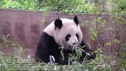 Funny Animals Videos - Funniest Animal Compilation