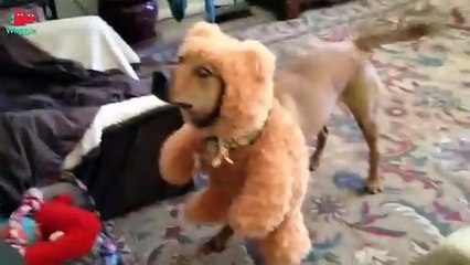 Ten Dancing Animals   Funny Animal Compilation