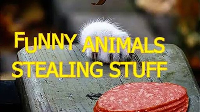 Funny animals stealing stuff - Cute animal compilation