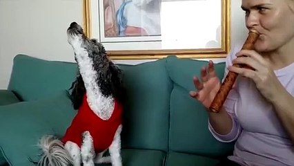 Animal Grammy Awards 2017 Funniest Singing Animal Clips & Compilation