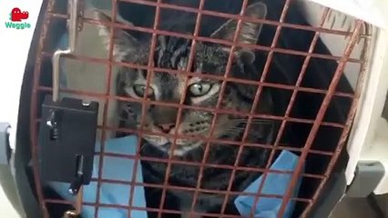 Ten Chatty Animals   Funny Animal Compilation