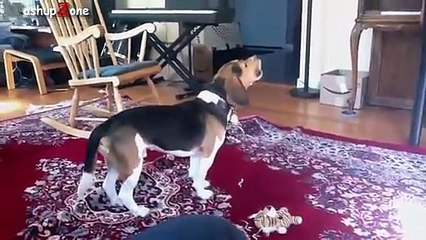 Funny Dogs Howling To Music Compilation   NEW