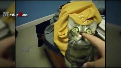 Cats Staring Compilation - Funny Cat Videos 2017