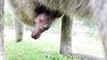 Cuteness overload - Kangaroo joeys meet the world