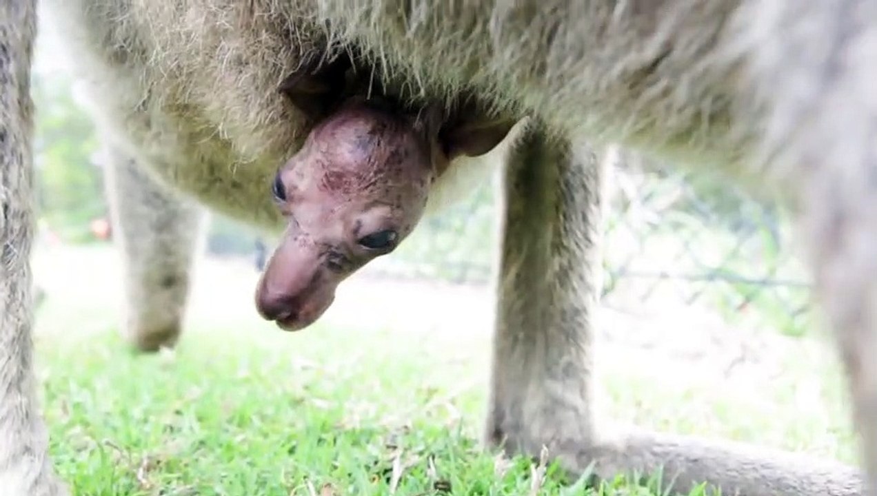 Cuteness overload - Kangaroo joeys meet the world