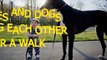 Babies and dogs take each other for a walk - Funny and cute compilation