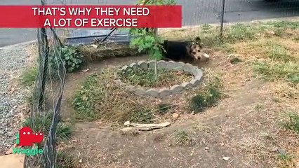 BREED BREAKDOWN CORGIS