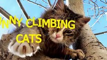 Cats are amazing climbers - Funny cat compilation