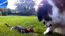 Top 10 Cats and Dogs best friends - Funny Cats and Dogs Compilation HD