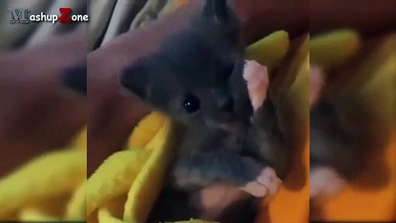 Top 10 Cutest Kittens Compilation   NEW HD