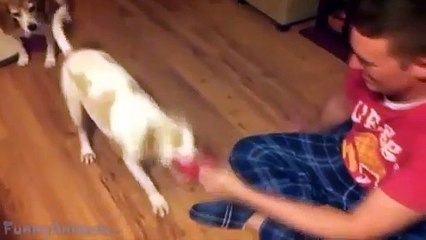 Funny Dogs Sliding on Wood Floors - Best Dogs Compilation #2