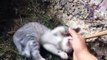 Cute little kittens - CUTENESS OVERLOAD
