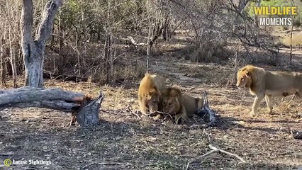 Evil Lion Attacks Wild Dog Pup & 45 Moments Lion Vs Wild Dog