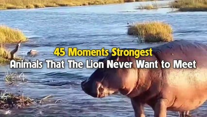 45 Strongest Animals That Lions Never Want To Fight With - Wildlife Moments