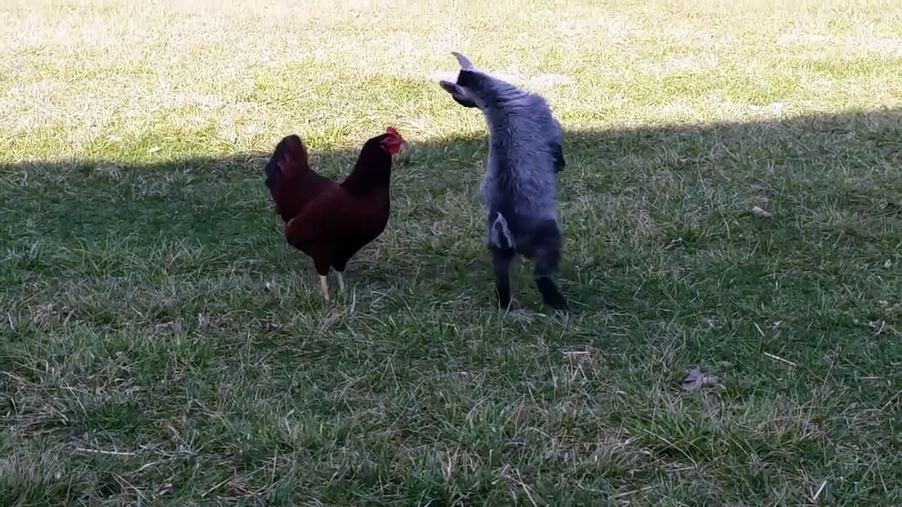 When Rooster Met Goat